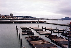 1997 - USA 67 (San Francisco - Pier 39 - Au fond, Golden Gate Bridge)